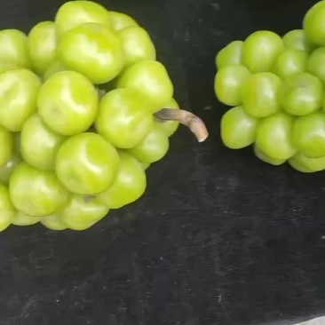 阳光玫瑰葡萄