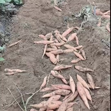 烟薯