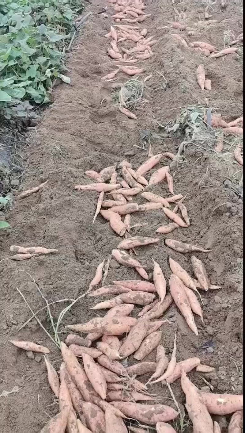 烟薯