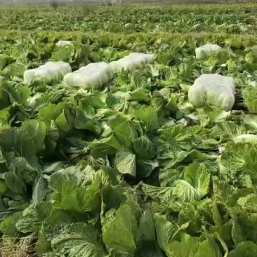 吉林产区黄蕊白菜大量上市，欢迎各位老板洽谈采购