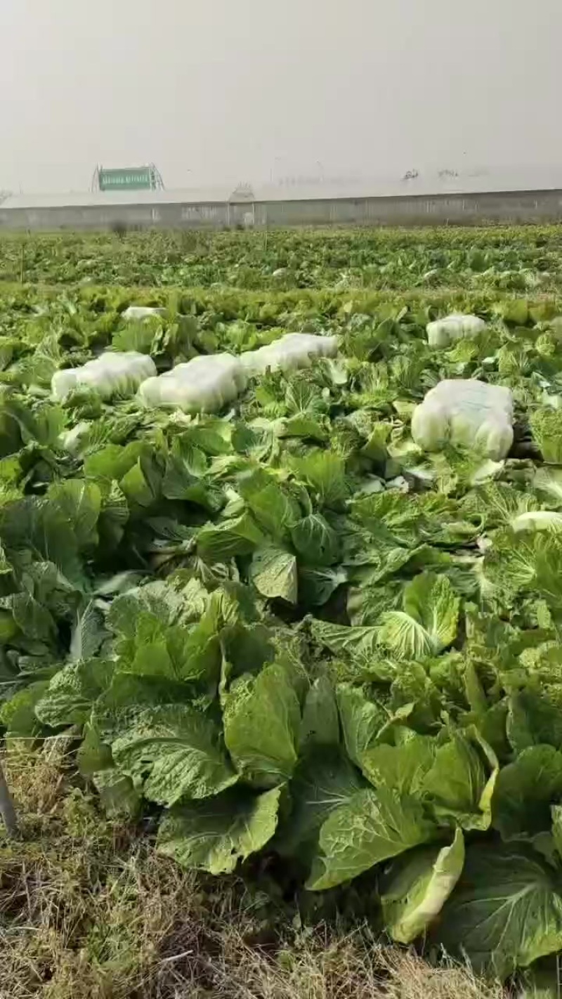 吉林产区黄蕊白菜大量上市，欢迎各位老板洽谈采购