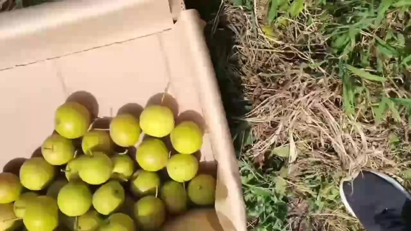 南果梨热卖中欢迎省内外朋友前来光顾