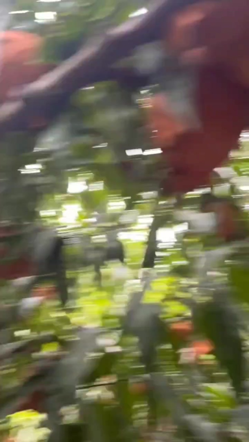 黄桃