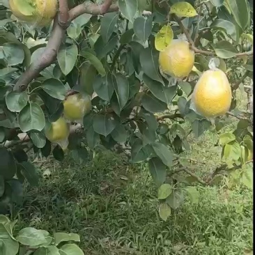 自家雪花梨鸭梨以成熟了口感好果皮细嫩需要的老板可以联系我