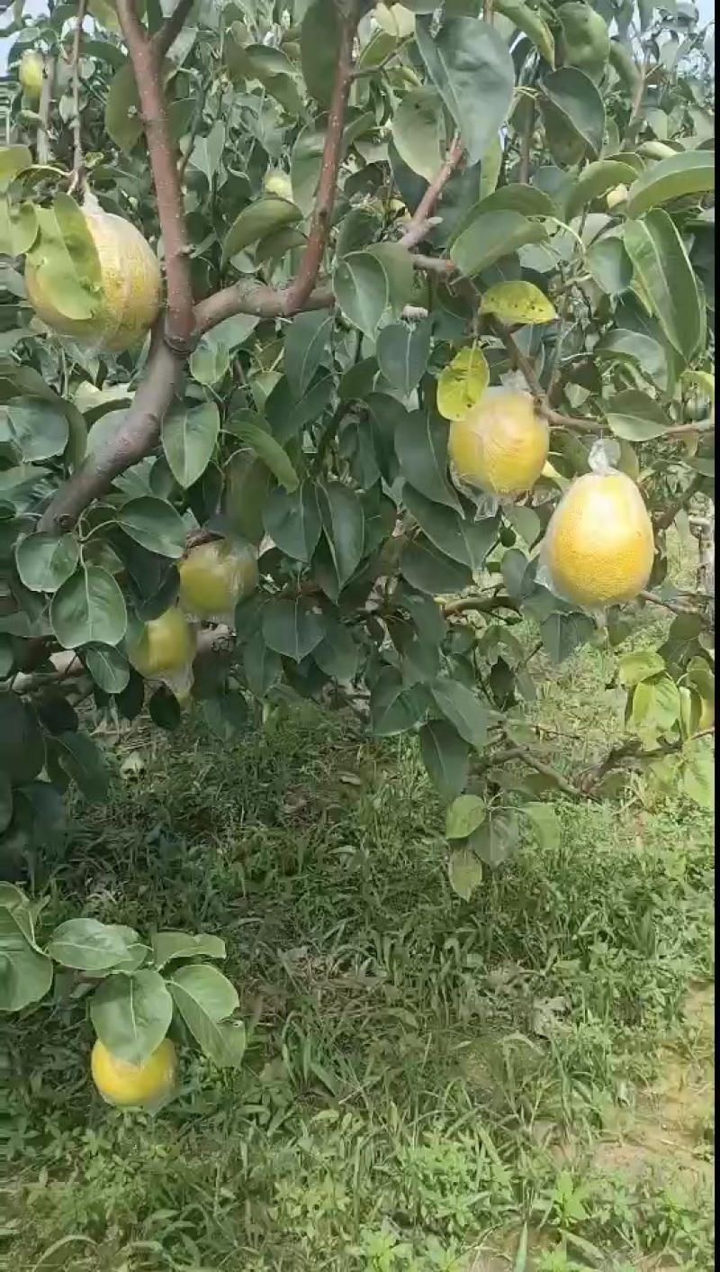 自家雪花梨鸭梨以成熟了口感好果皮细嫩需要的老板可以联系我