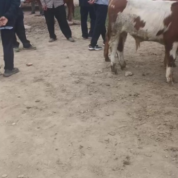 活牛大量供应，小牛3个月以上，养殖基地直发，可视频验货