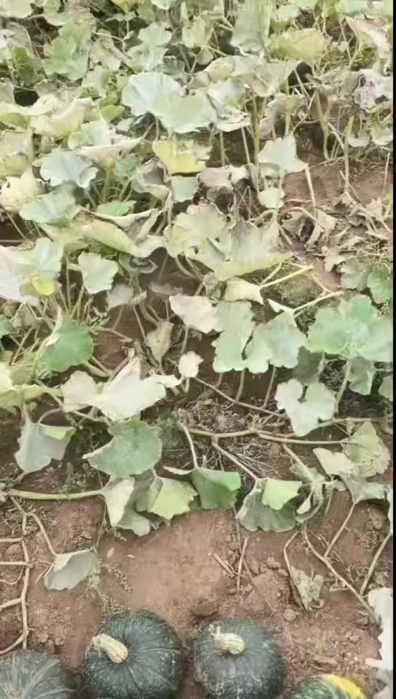 贝贝南瓜