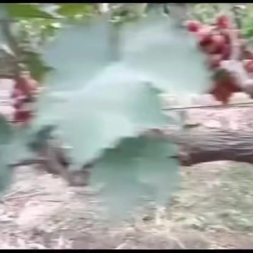 中国红玫瑰