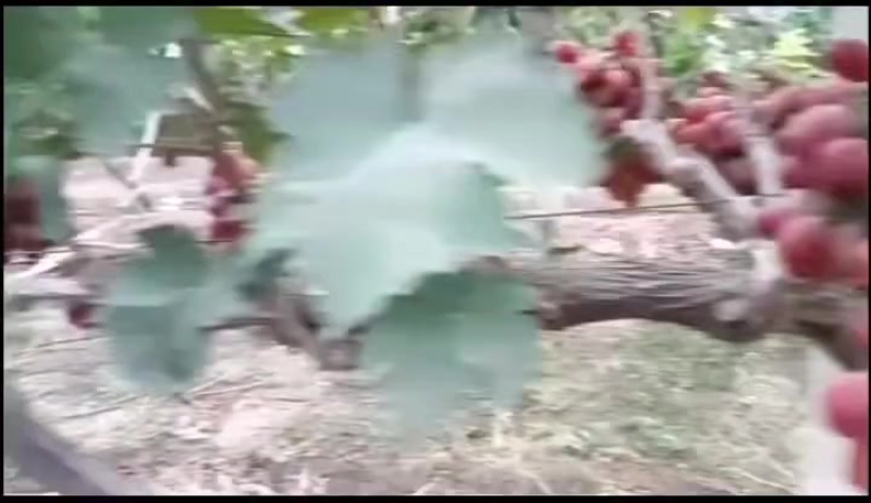 中国红玫瑰