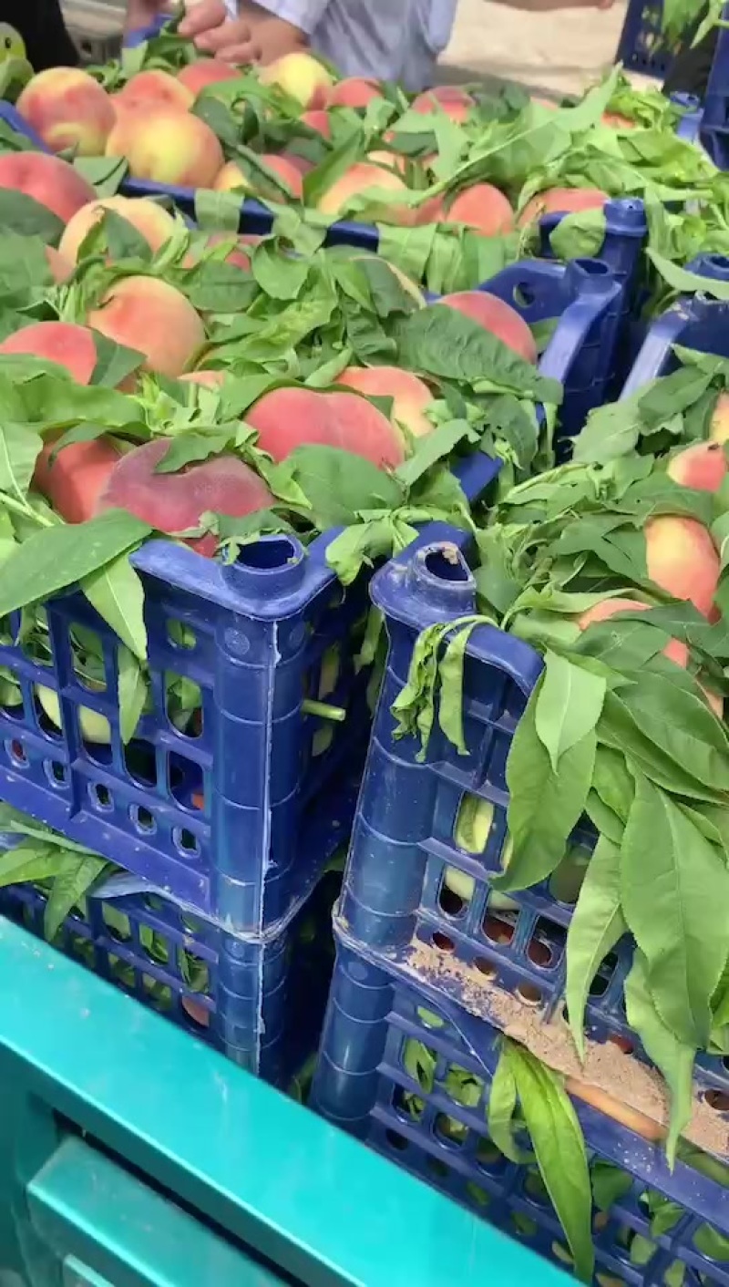 精品突围桃产地直销保证质量全国代发