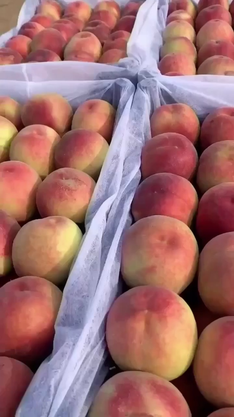 精品突围桃产地直销保证质量全国代发