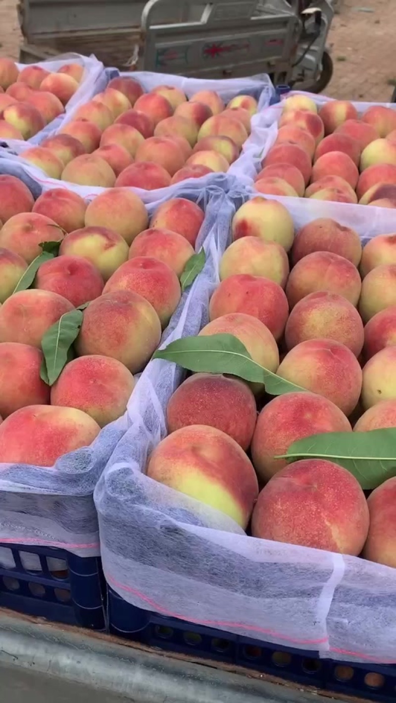 精品突围桃产地直销保证质量全国代发