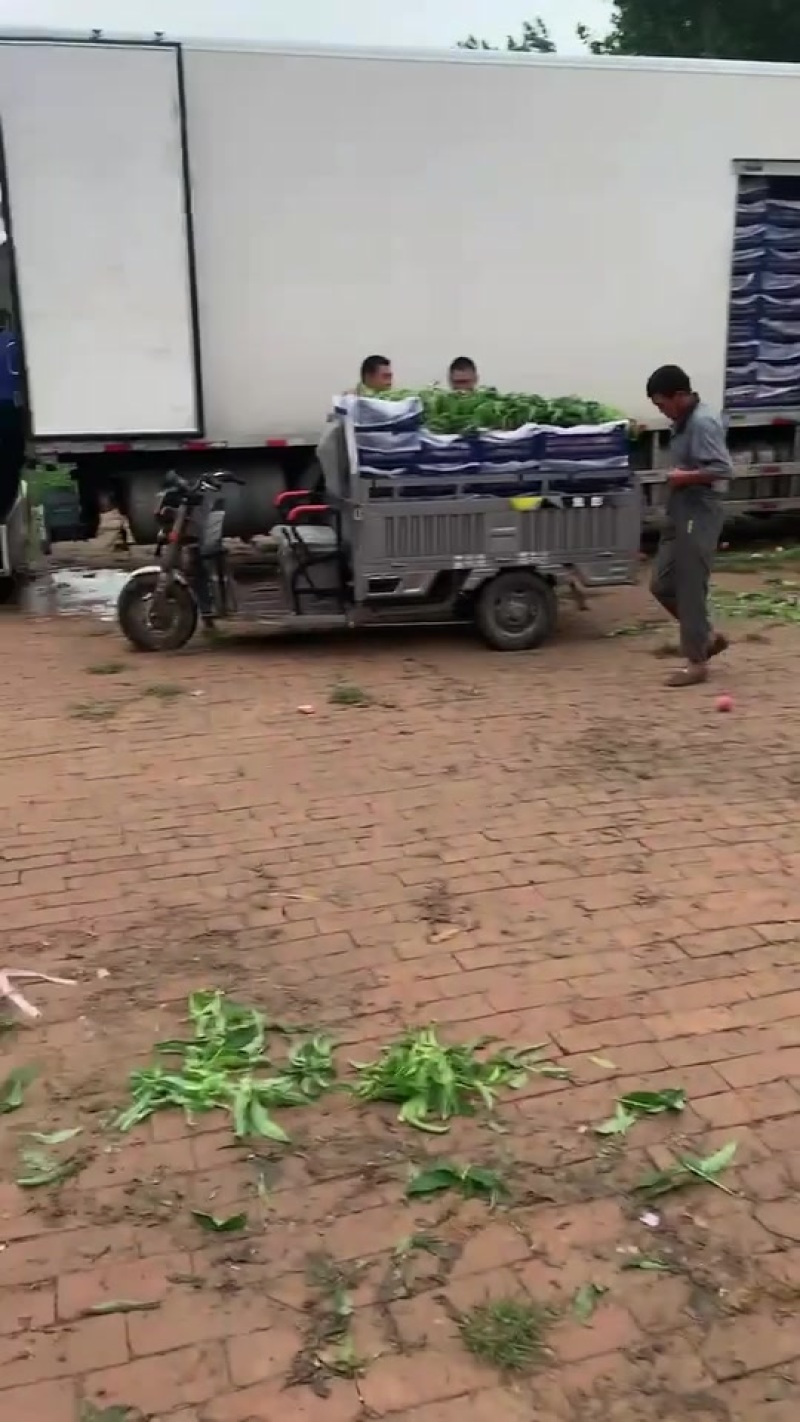 精品突围桃产地直销保证质量全国代发