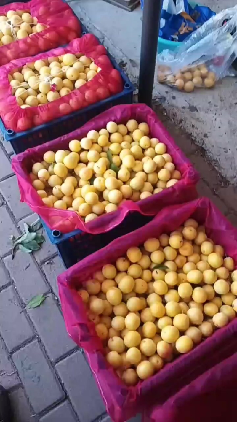 晚黄李子