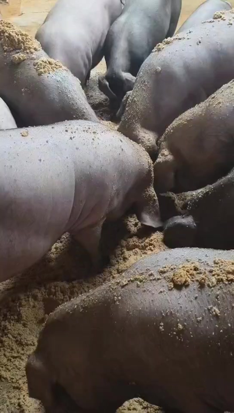 纯粮食喂养的纯猪粪发酵