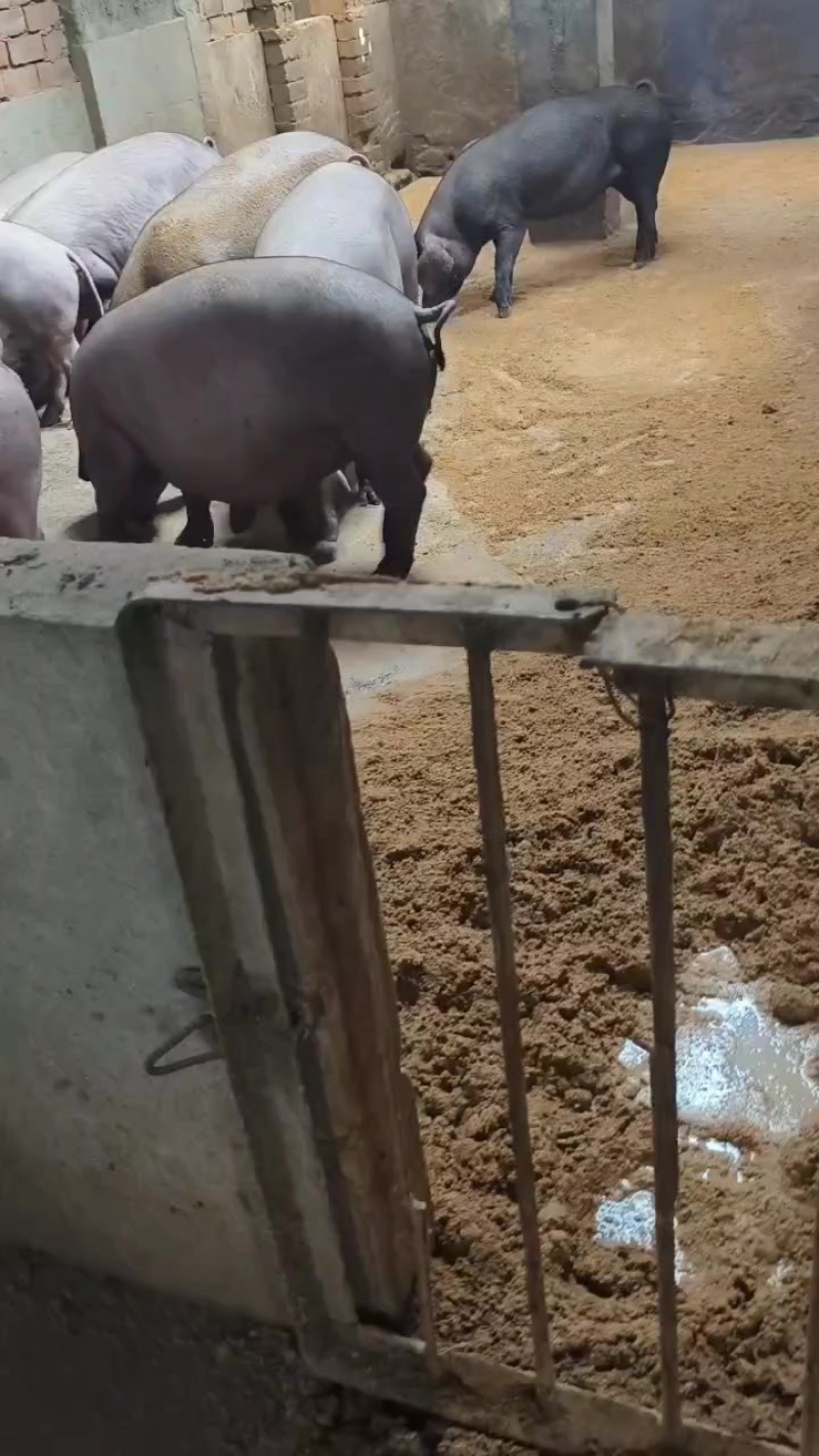纯粮食喂养的纯猪粪发酵