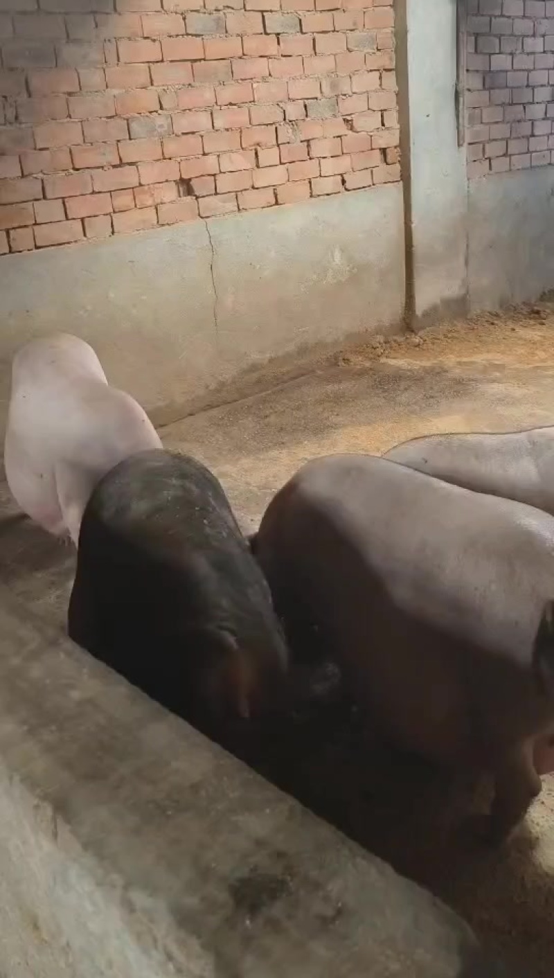 纯粮食喂养的纯猪粪发酵