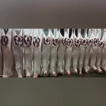 带皮绵羊，带皮黑白山羊