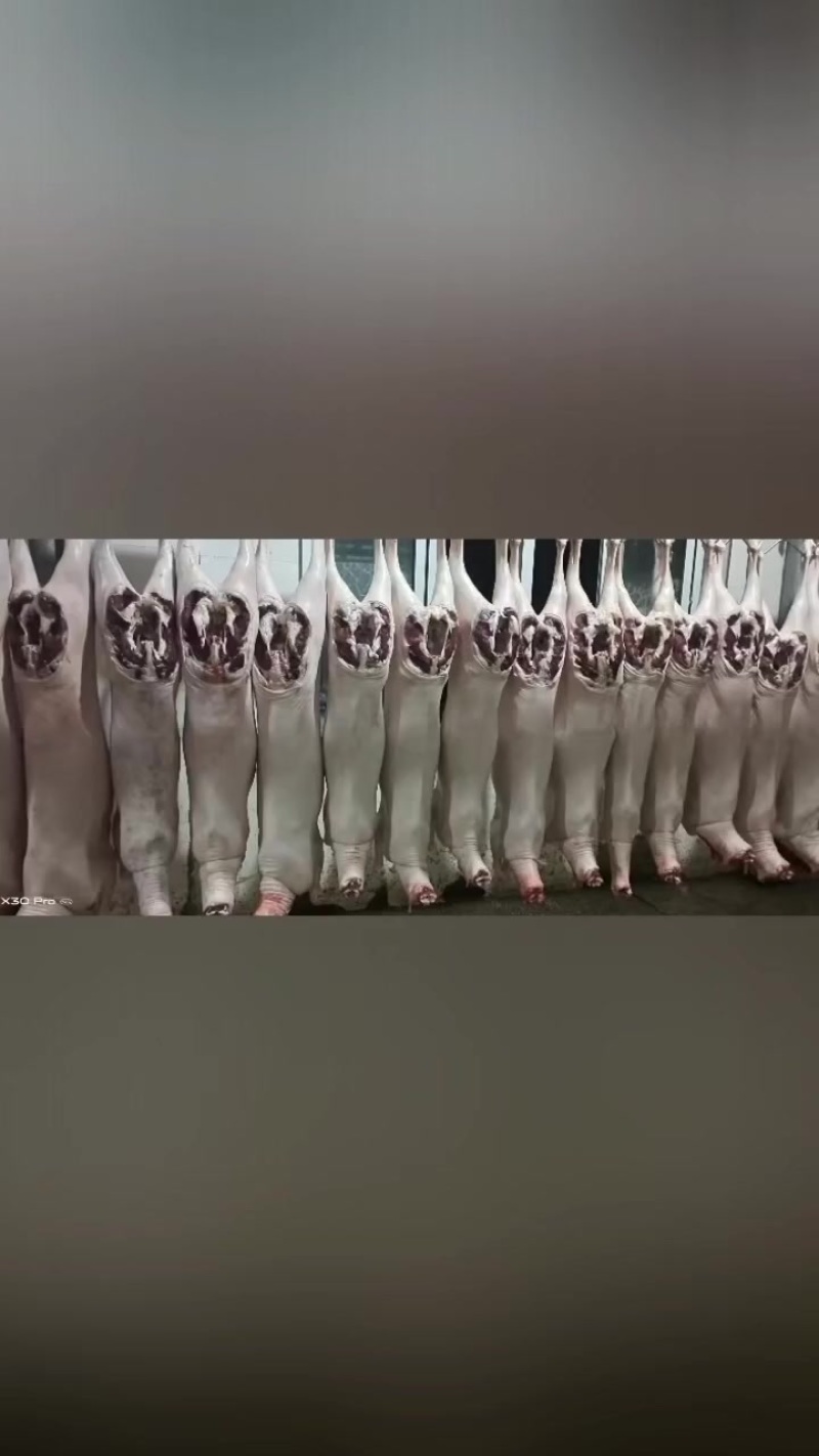 带皮绵羊，带皮黑白山羊