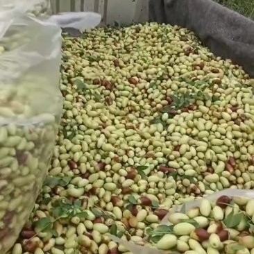 子弹头，马牙枣