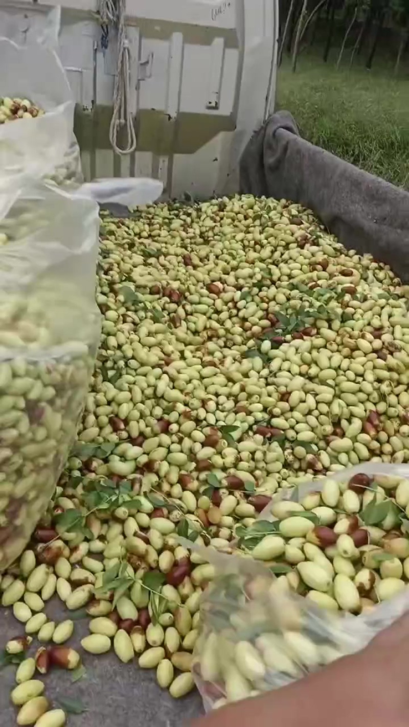 子弹头，马牙枣