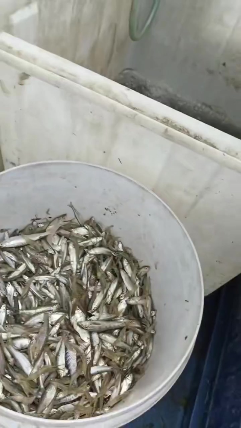 子弹头，马牙枣