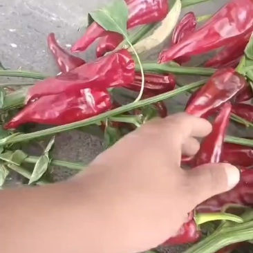 北京红去把带帽鲜椒