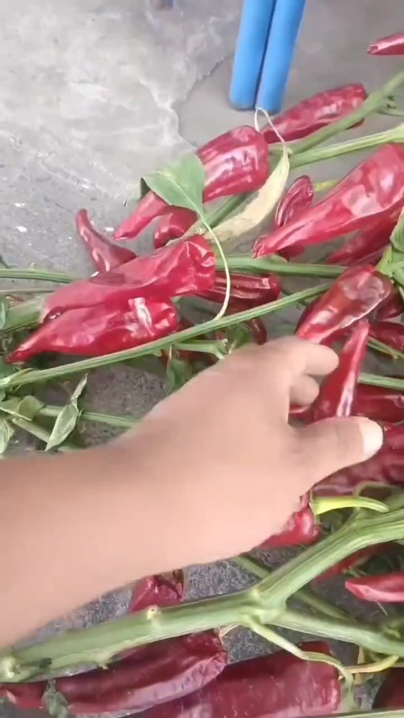 北京红去把带帽鲜椒