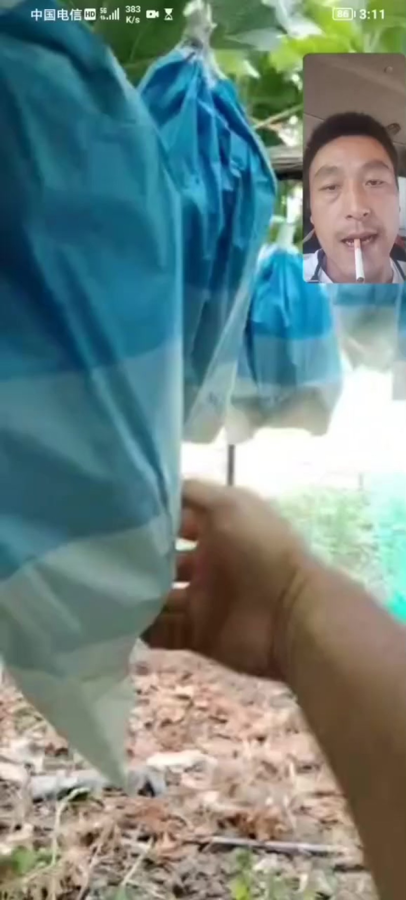 户太。阳光玫瑰