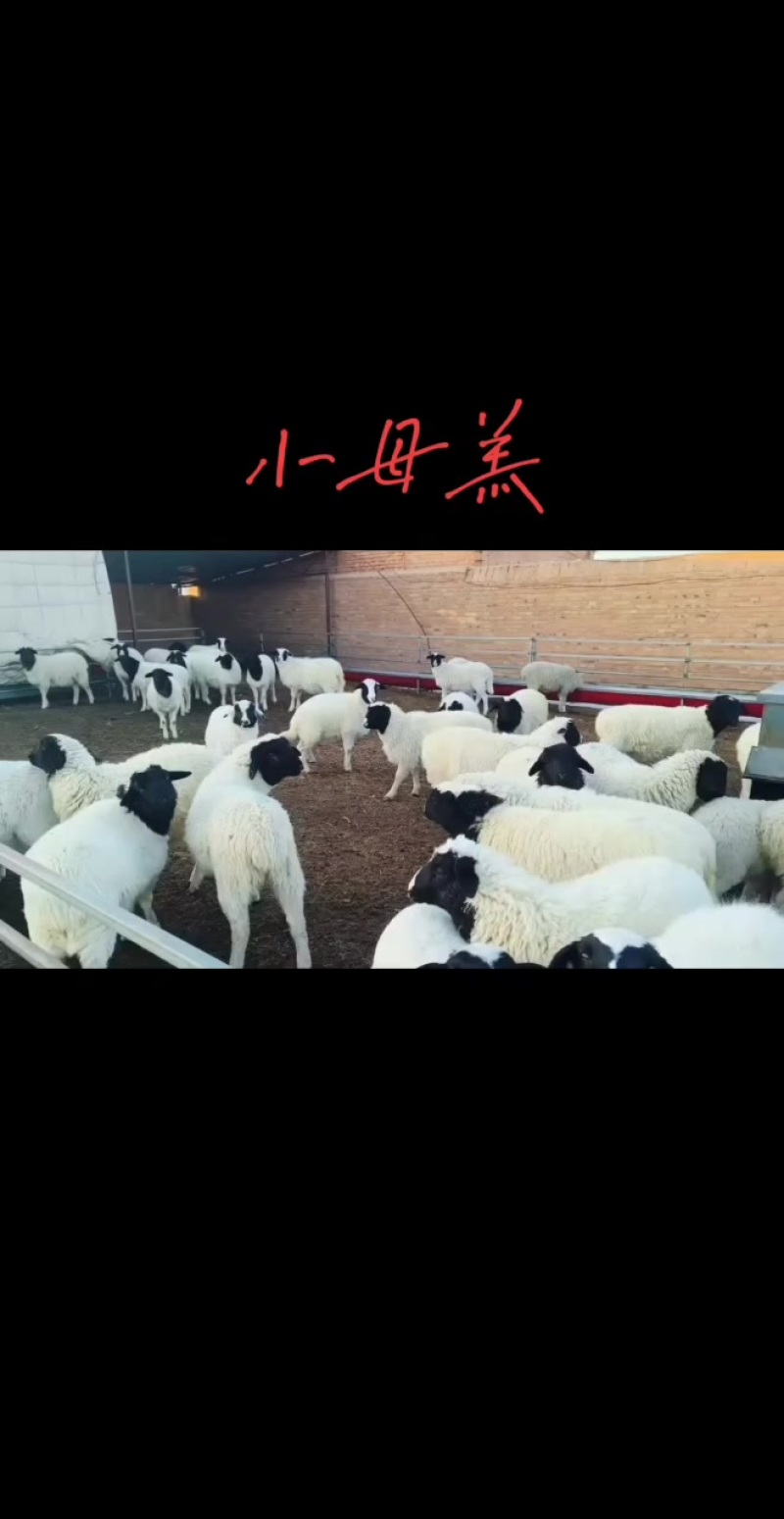 羊苗