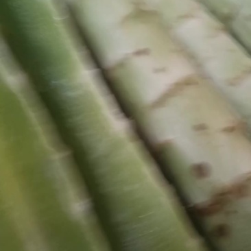 莴笋杆大量有货