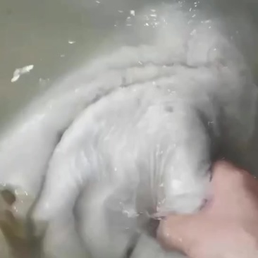 褪毛生牛肚