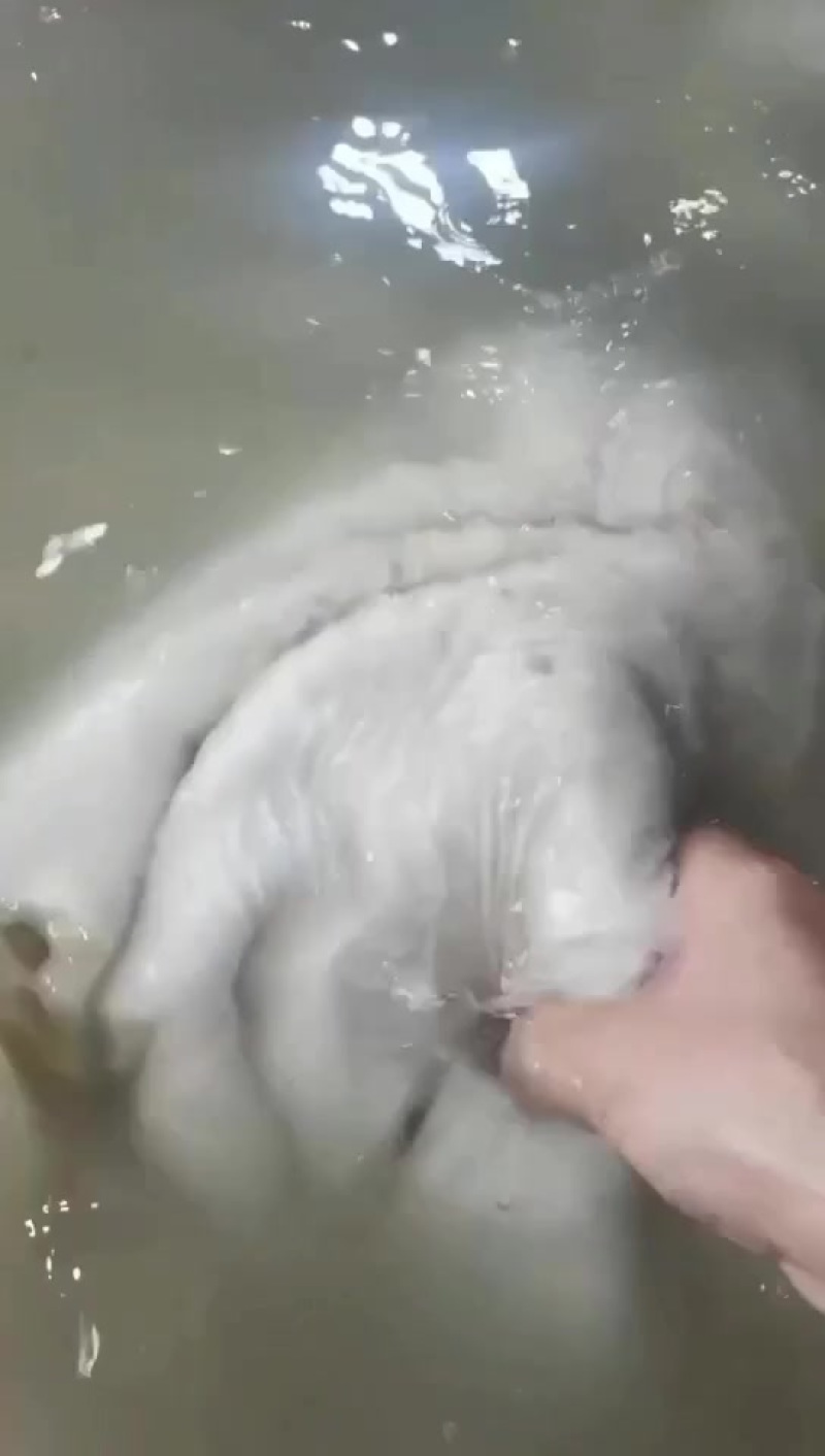 褪毛生牛肚