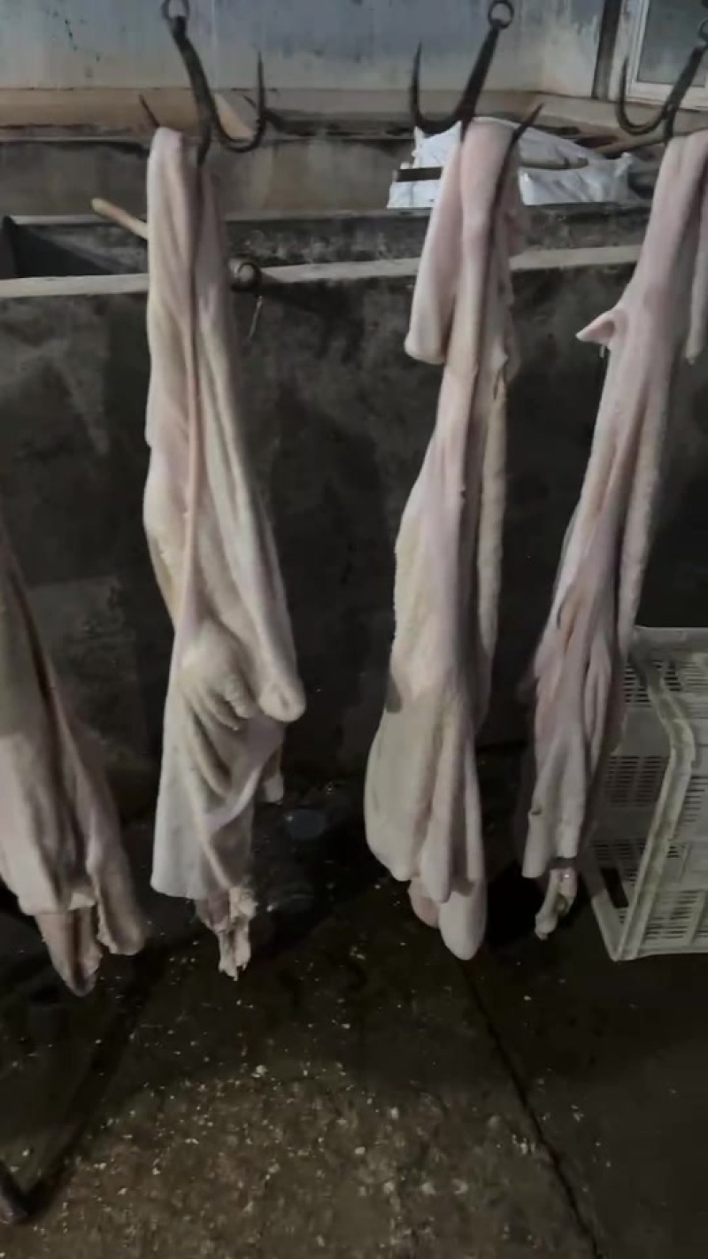 褪毛生牛肚