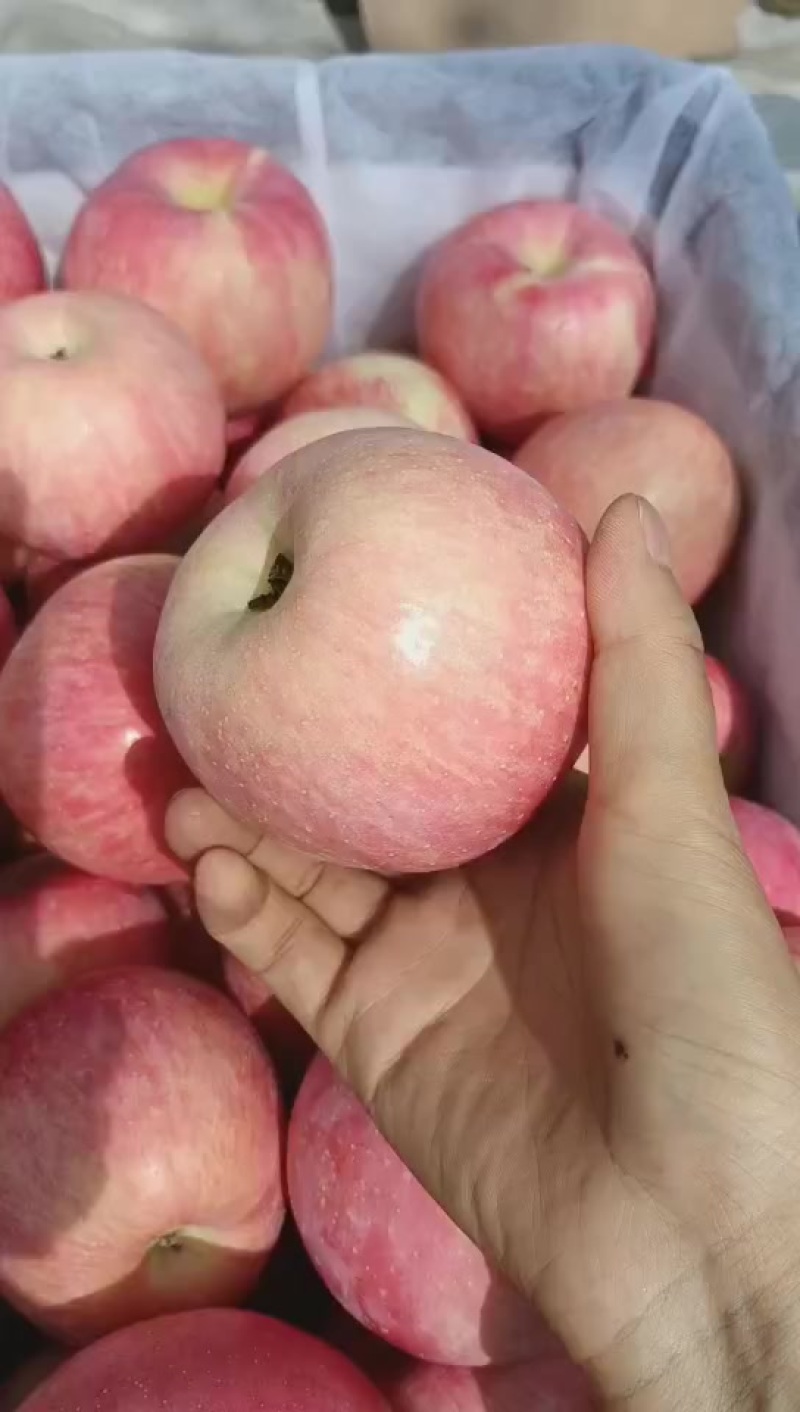 弘田富士