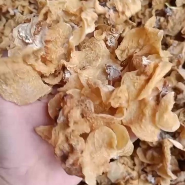 羊肚耳又名沙耳故名口感脆嫩具有独特的菌类香味