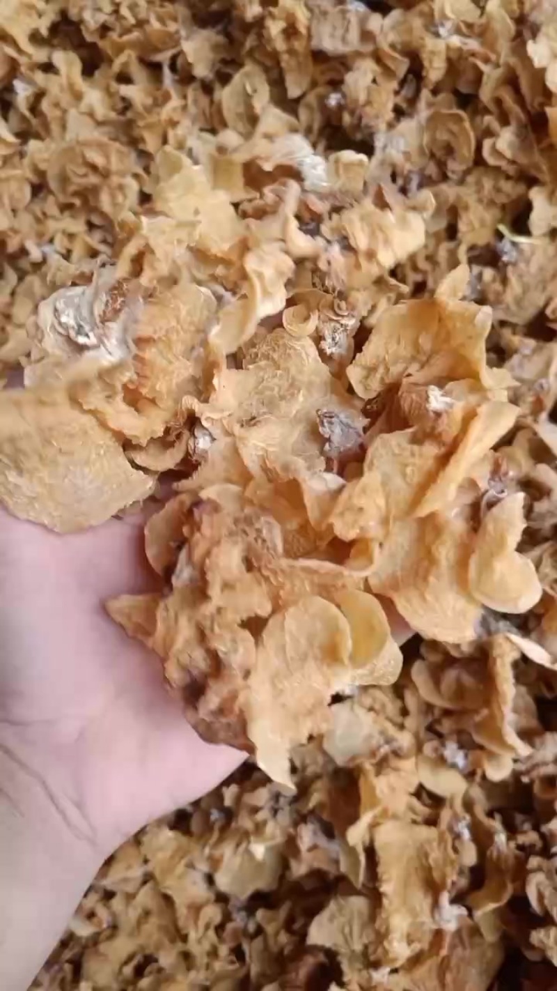 羊肚耳又名沙耳故名口感脆嫩具有独特的菌类香味