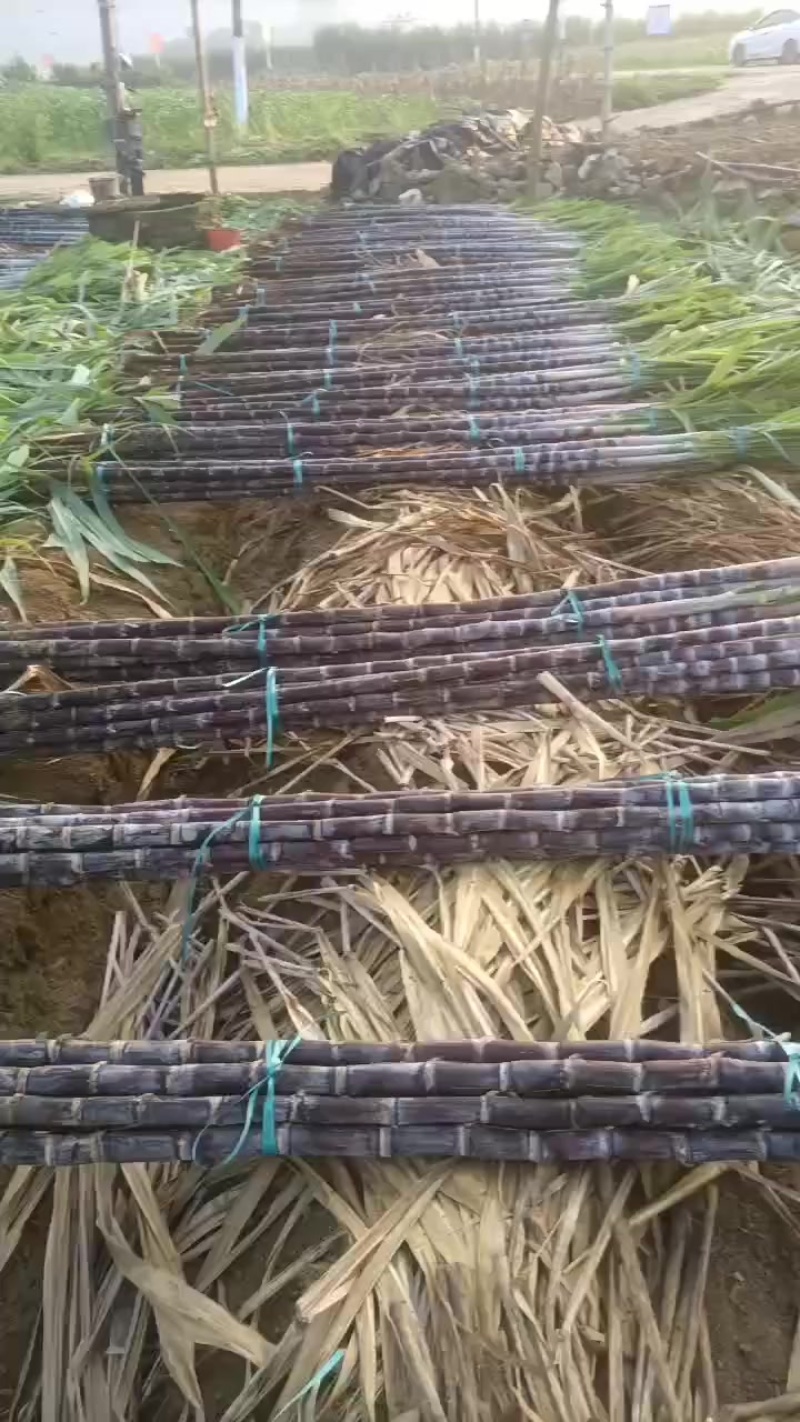 甘蔗