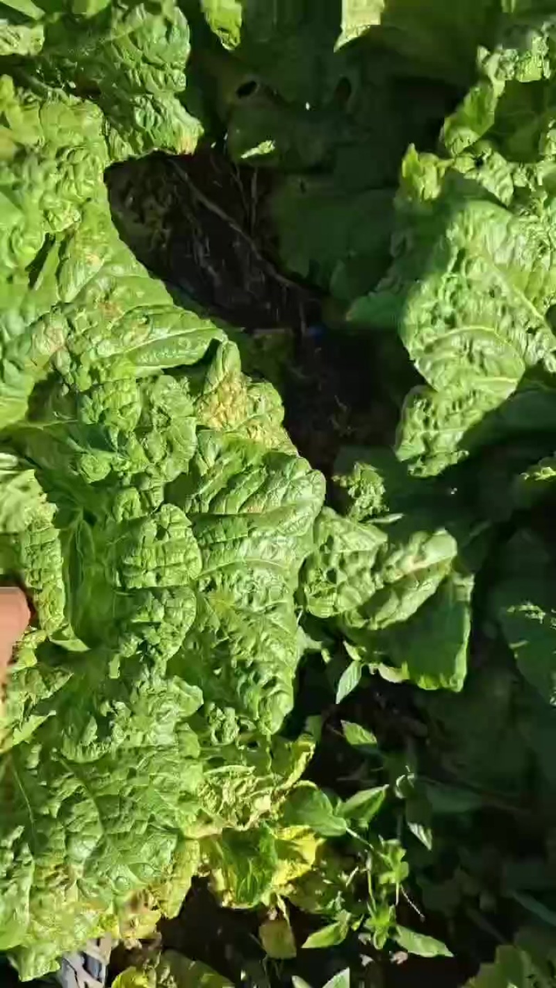 小颗菜