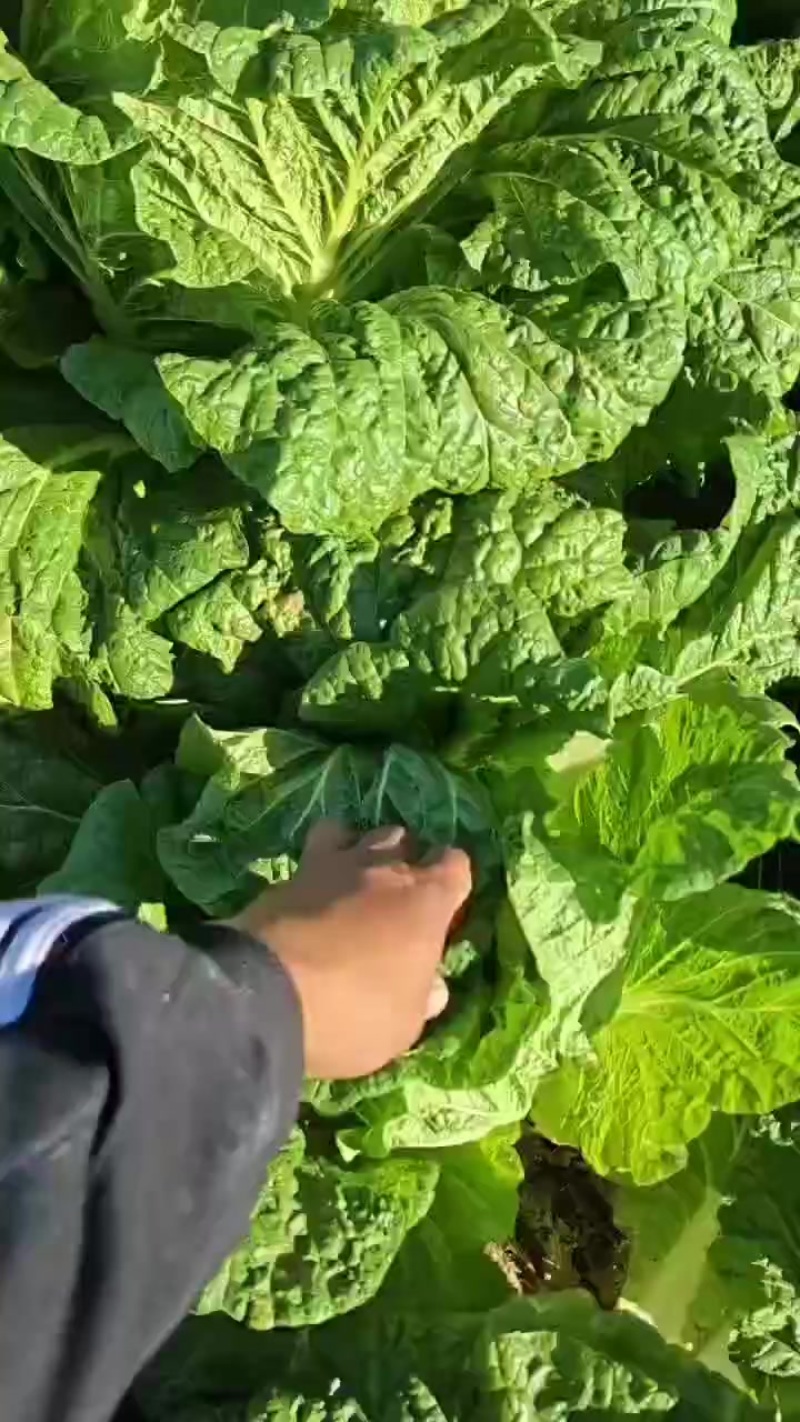 小颗菜