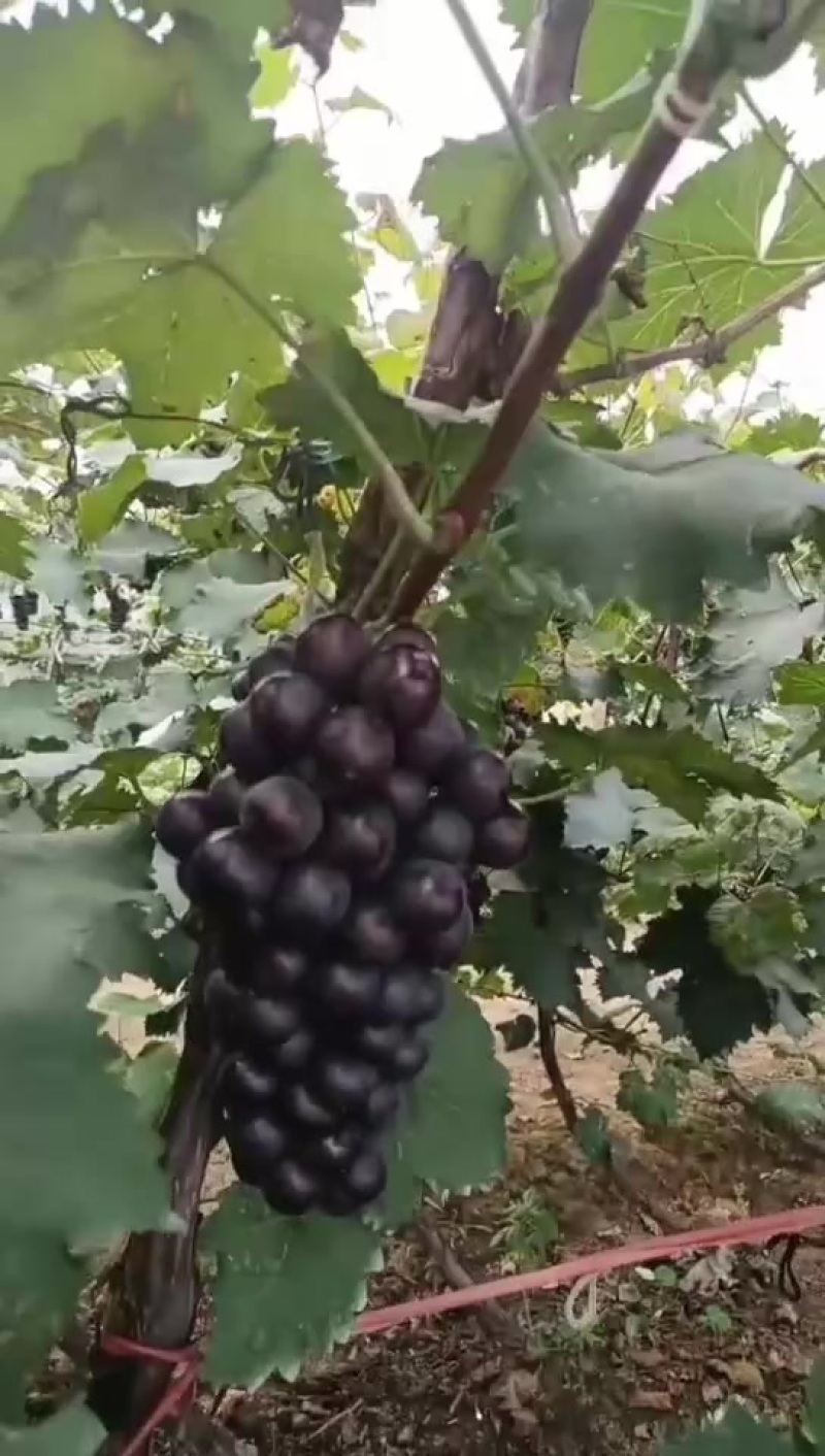 巨丰葡萄热卖中欢迎省内外朋友前来光顾