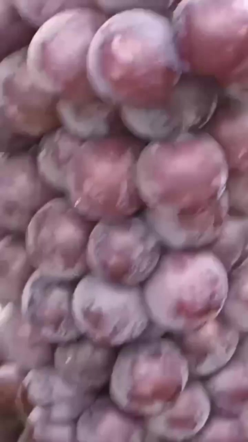 巨丰葡萄热卖中欢迎省内外朋友前来光顾