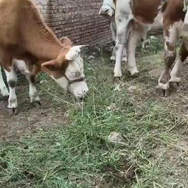 西门塔尔对牛，二岁母牛
