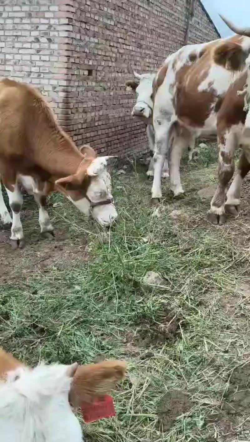 西门塔尔对牛，二岁母牛
