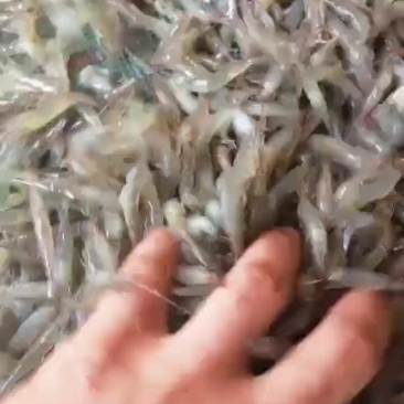 优质河虾，可活，可冰鲜，可速冻。
