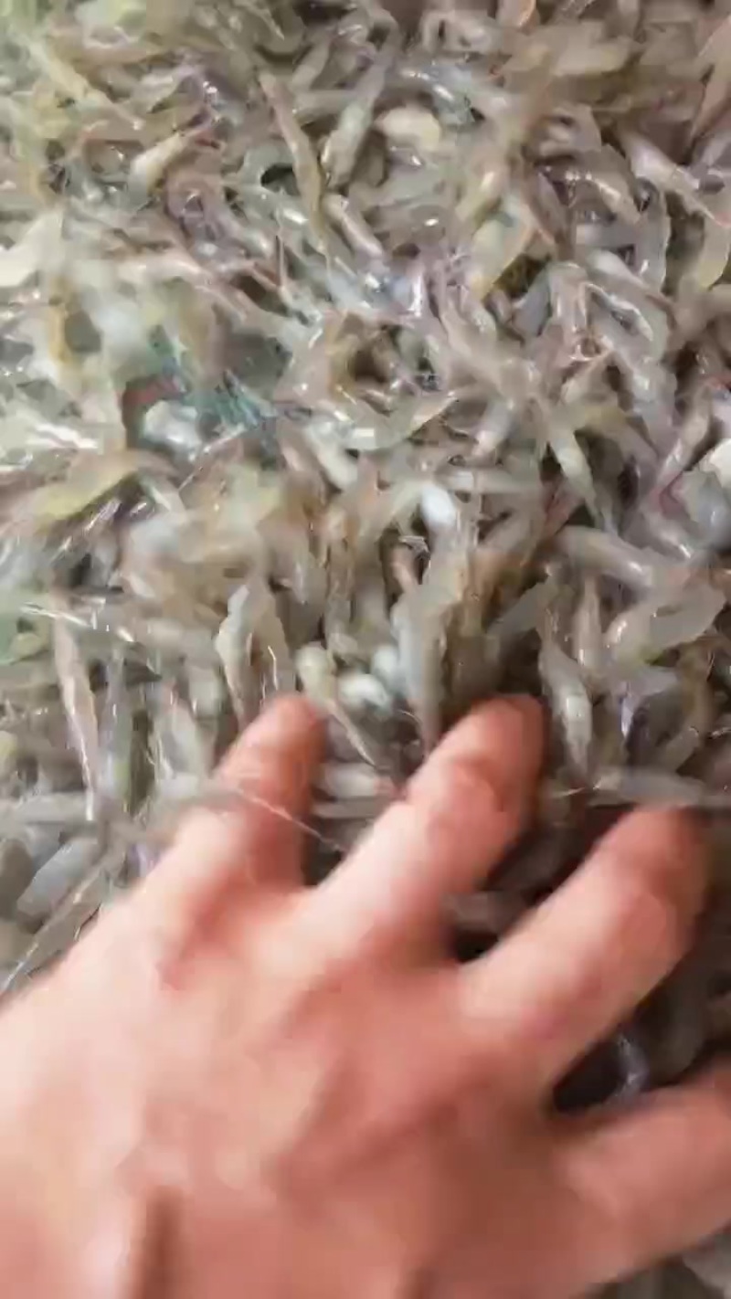 优质河虾，可活，可冰鲜，可速冻。