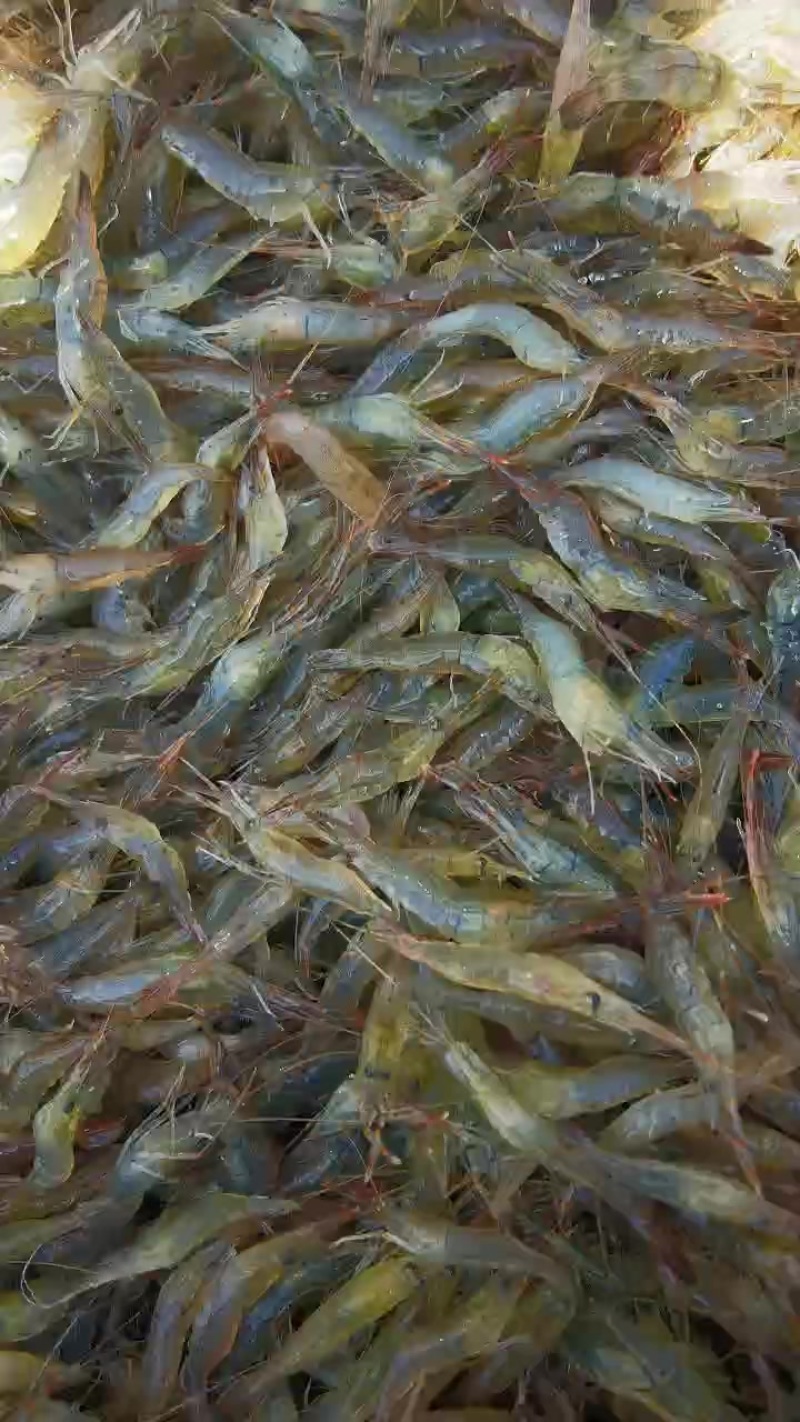 优质河虾，可活，可冰鲜，可速冻。