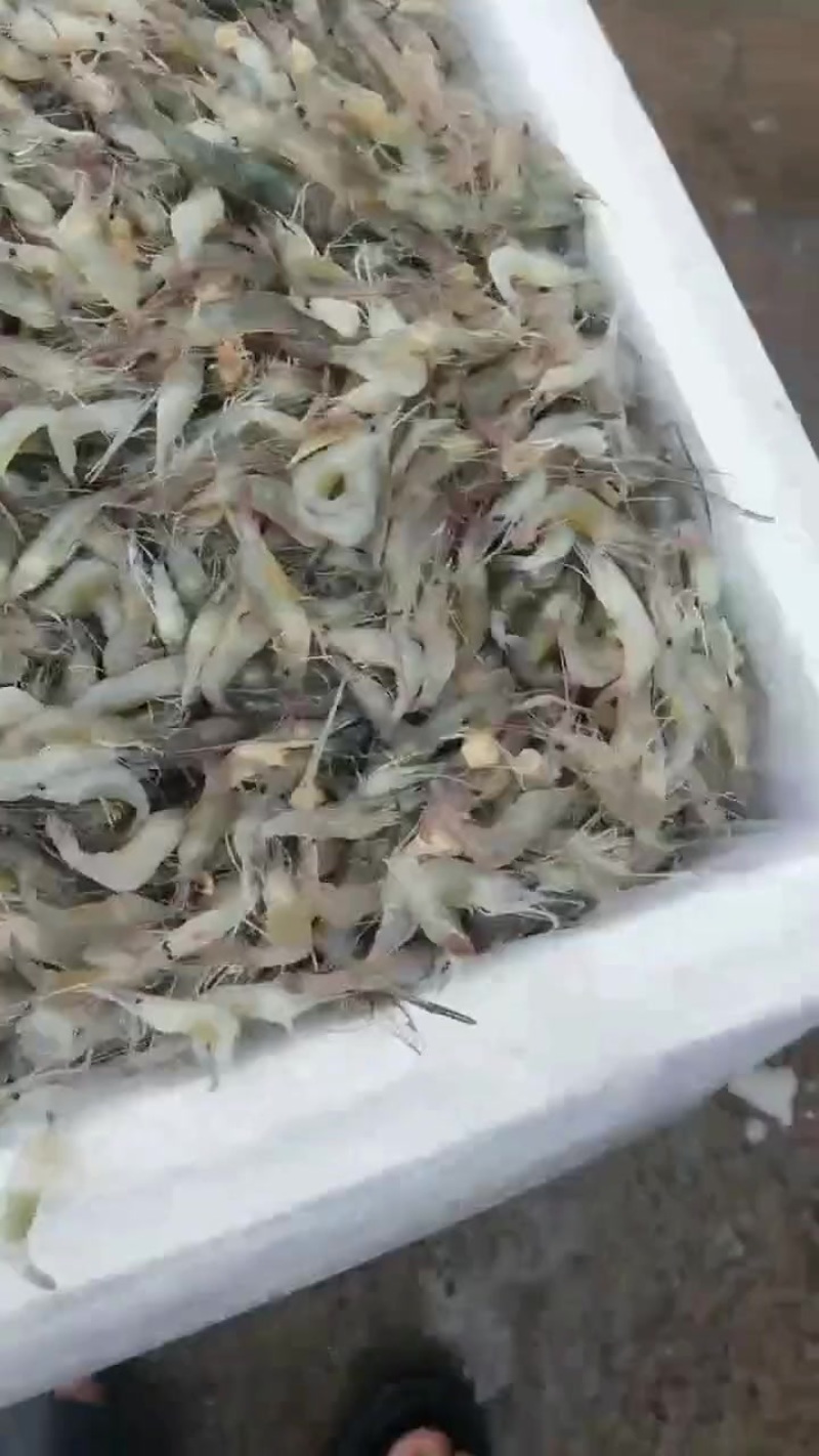 优质河虾，可活，可冰鲜，可速冻。