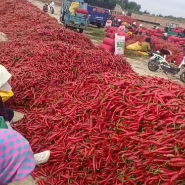 大量鲜椒上市金塔，红斌