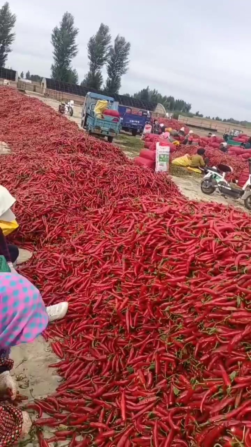 大量鲜椒上市金塔，红斌